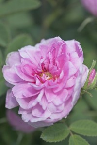 ISPAHAN (Damask)